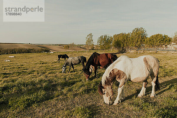 An einem sonnigen Tag grasen Pferde gemeinsam auf dem Feld