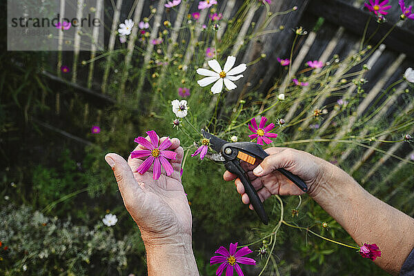 Hands of man pruning flowers in garden