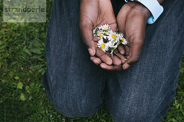 Hands of man holding white daisies in park
