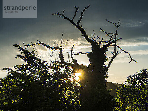 Die Sonne geht hinter einem alten Baum im Oberpfälzer Wald unter