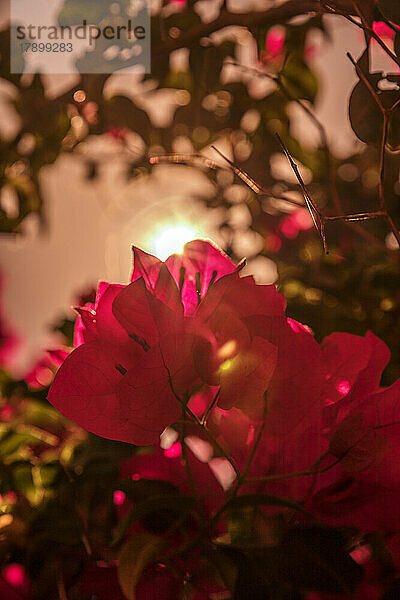 Rosa blühende Bougainvillea-Blüten mit untergehender Sonne im Hintergrund
