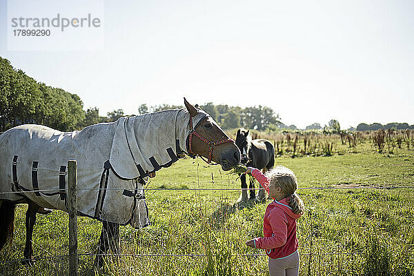Mädchen füttert Pferd an einem sonnigen Tag auf dem Feld