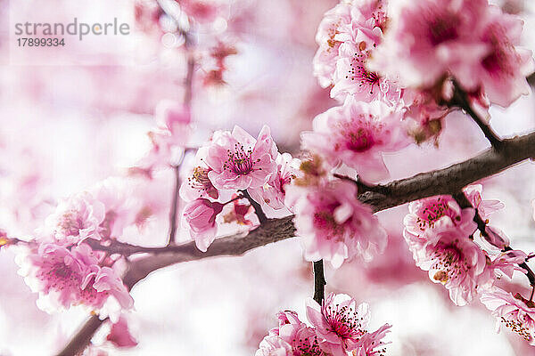 Nahaufnahme rosa blühender Kirschblüten