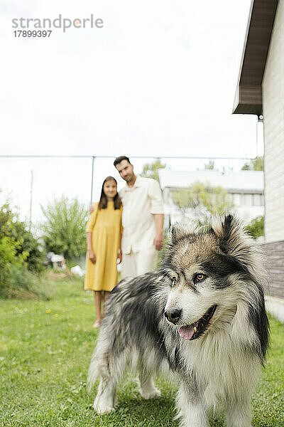 Alaskan Malamute vor Vater und Tochter im Hinterhof