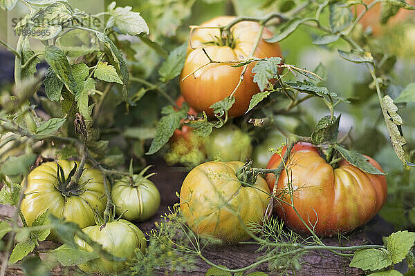 Tomaten wachsen im Garten