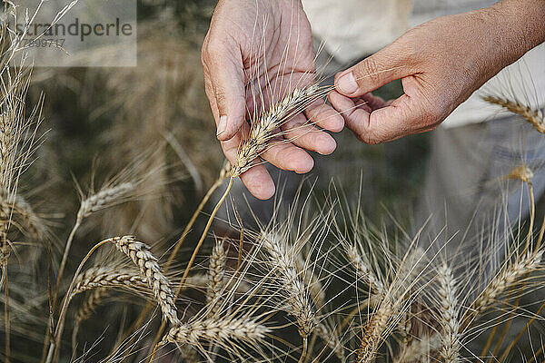 Hände eines Bauern  der Weizenpflanzen auf dem Feld berührt