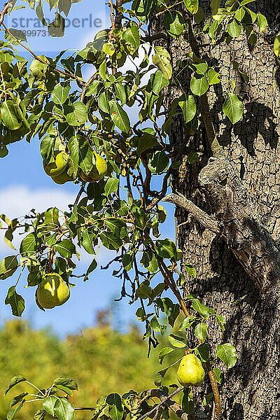 Pear fruits growing on tree in orchard on sunny day