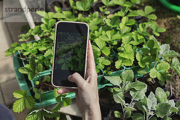 Hand eines Bauern  der Topfpflanzen im Gewächshaus mit dem Handy fotografiert