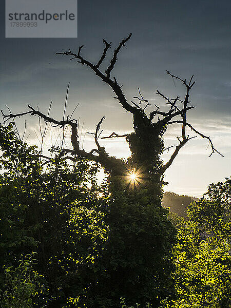 Die Sonne geht hinter einem alten Baum im Oberpfälzer Wald unter