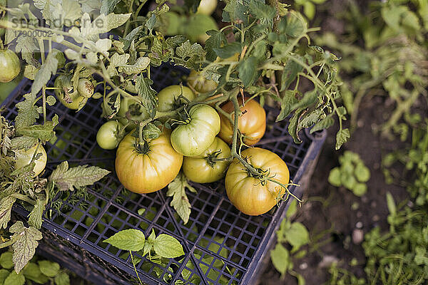 Frische Tomaten wachsen im Garten