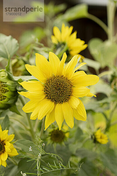 Gelbe Sonnenblumen auf Pflanzen gewachsen