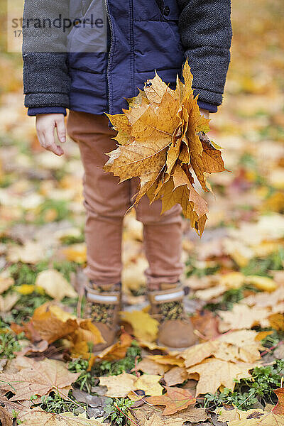 Hand of boy holding autumn leaves