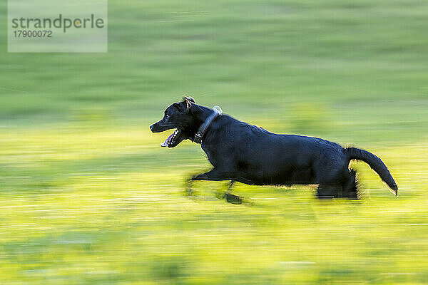 Schwarzer Labrador läuft auf der Wiese