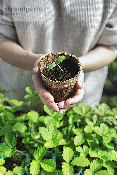 Hands of farmer holding potted plant