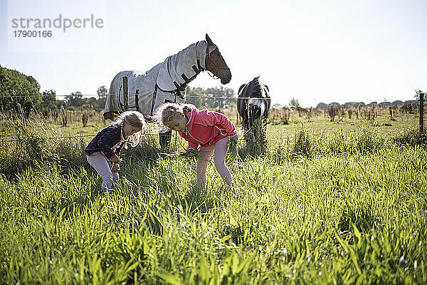 Mädchen pflücken Gras auf dem Feld mit Pferden im Hintergrund