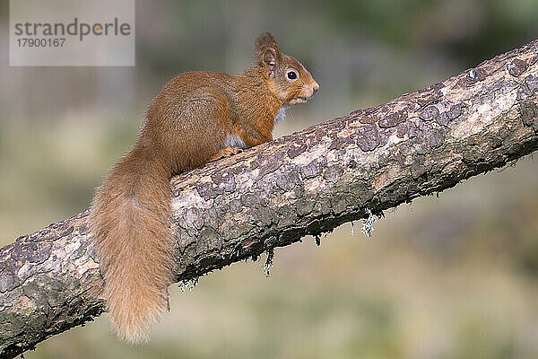Rotes Eichhörnchen (Sciurus vulgaris) sitzt auf einem Ast
