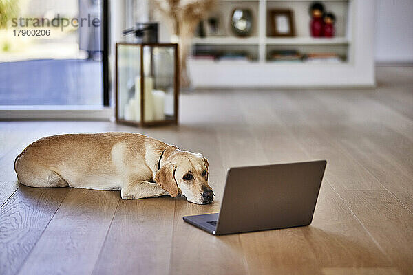 Hund liegt zu Hause neben Laptop auf dem Boden