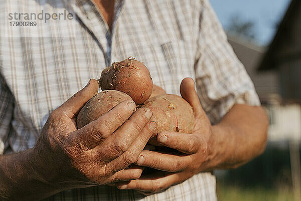 Älterer Bauer hält an sonnigem Tag rohe Kartoffeln