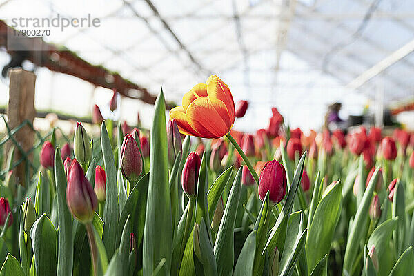 Orangefarbene Tulpenblume im Gewächshaus