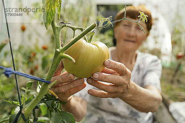 Ältere Frau berührt unreife Tomate im Gewächshaus