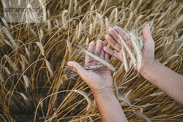Hände eines älteren Landwirts  der Weizenpflanzen berührt