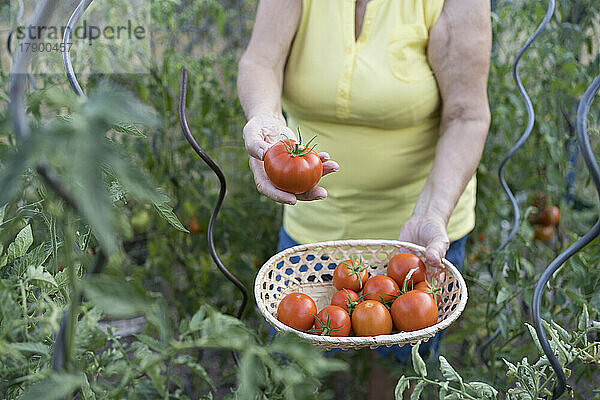 Frau hält frische Bio-Tomaten im Gemüsegarten