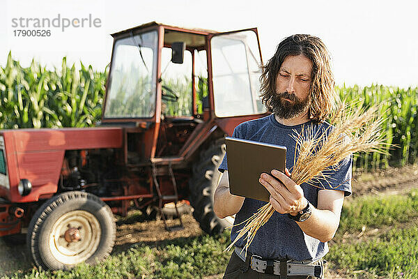 Reifer Bauer mit Weizenernten mit Tablet-PC auf dem Bauernhof