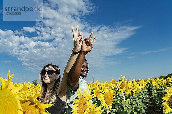 Lächelnde Frau und Mann gestikulieren Friedenszeichen im Sonnenblumenfeld