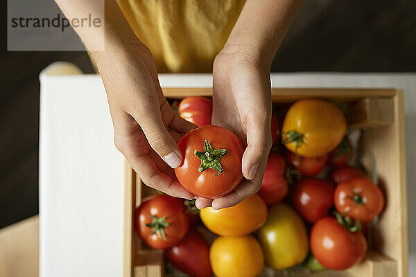 Hände eines Mädchens  das frische Tomaten hält