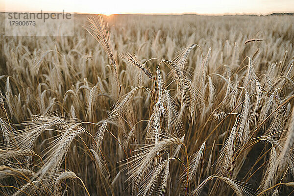 Roggenkulturen im landwirtschaftlichen Feld bei Sonnenuntergang