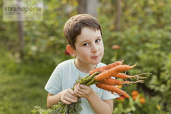 Netter Junge hält Karotten im Garten