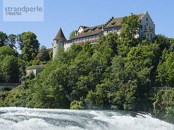 Schweiz  Kanton Zürich  Grüne Bäume zwischen Rheinfall und Schloss Laufen