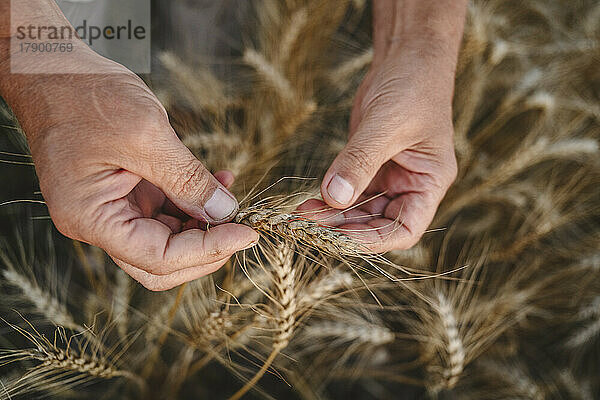 Hände eines Bauern  der Weizen anbaut