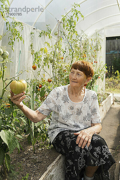 Lächelnde ältere Frau untersucht Tomaten im Gewächshaus