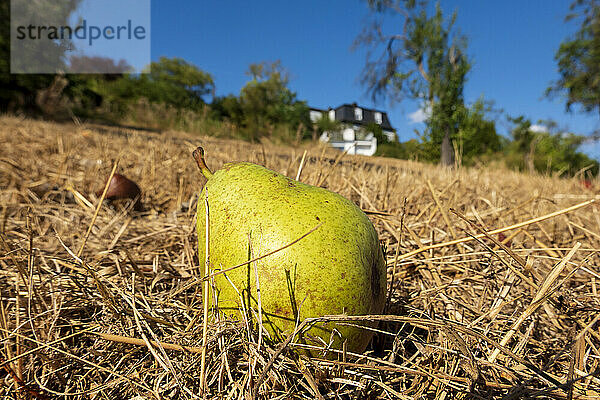 Pear lying in dry grass