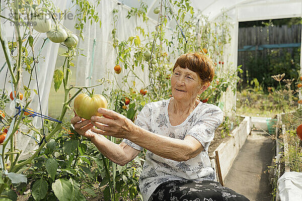 Ältere Frau untersucht unreife Tomate an Pflanze im Gewächshaus