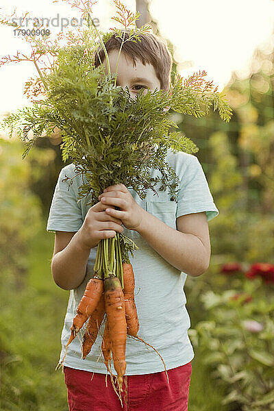 Junge hält frische Karotten vor Gesicht