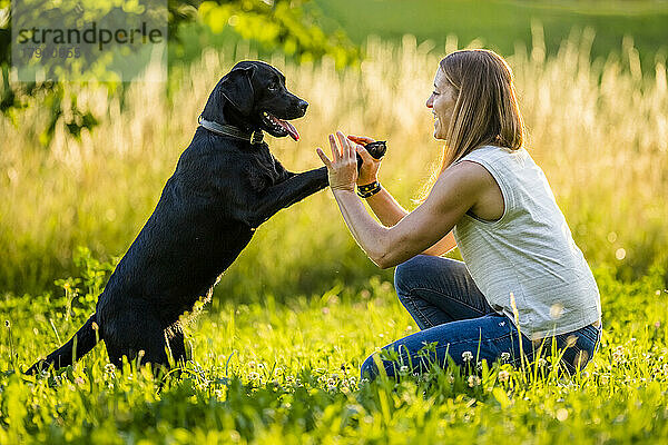 Fröhliche Frau spielt an einem sonnigen Tag mit schwarzem Labrador im Gras