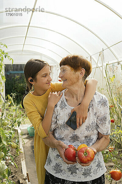 Glückliches Mädchen mit Großmutter  die Tomaten im Gewächshaus hält