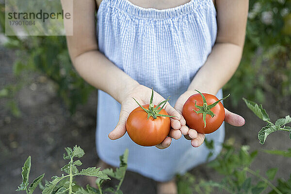Mädchen hält frische rote Tomaten im Garten