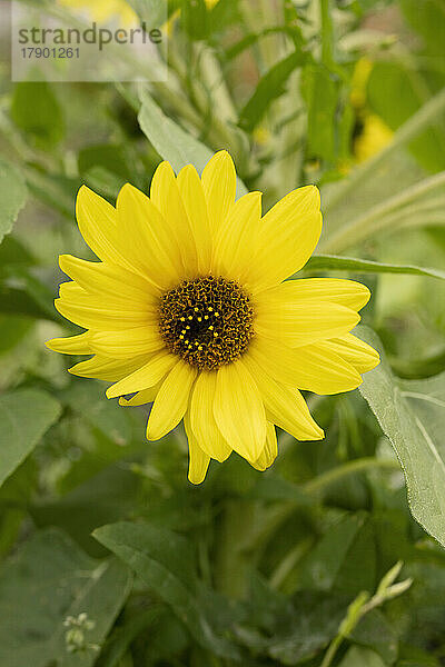 Fresh yellow sunflower grown on plant