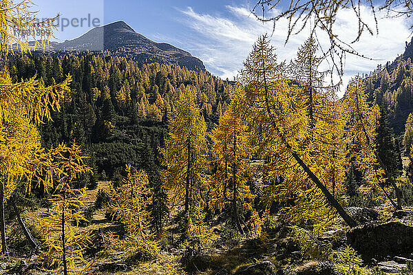 Italien  Trentino-Südtirol  Paneveggio-Wald im Herbst