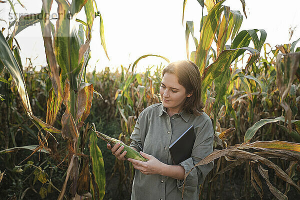 Frau mit digitalem Tablet untersucht Maispflanze im Feld