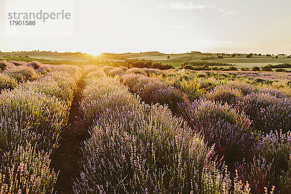 Purple lavender flowers under sky in field on sunset