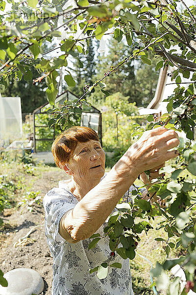 Ältere Frau kümmert sich um Pflanzen im Garten