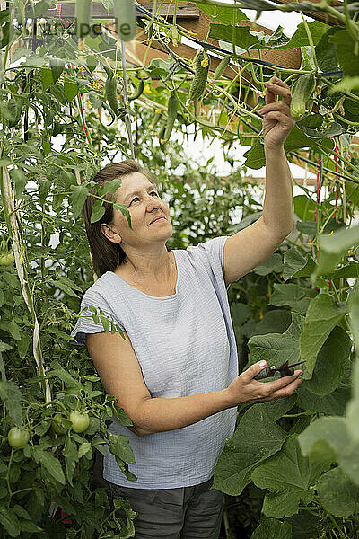 Reife Frau mit Schere pflückt Gurke von Pflanze im Gemüsegarten
