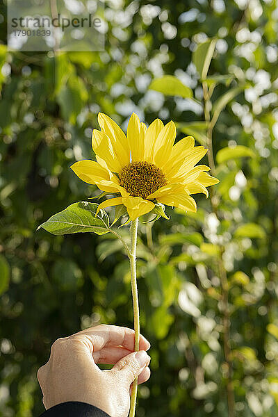 Hand einer Frau  die an einem sonnigen Tag eine Sonnenblume hält