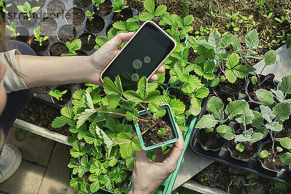 Hände eines Landwirts mit Smartphone  der Pflanzen untersucht