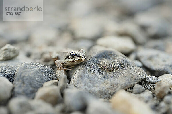 Wachsamer Frosch  der auf Felsen und Kieselsteinen kriecht