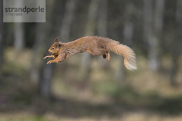 Rotes Eichhörnchen (Sciurus vulgaris) springt mit einer Nuss im Maul